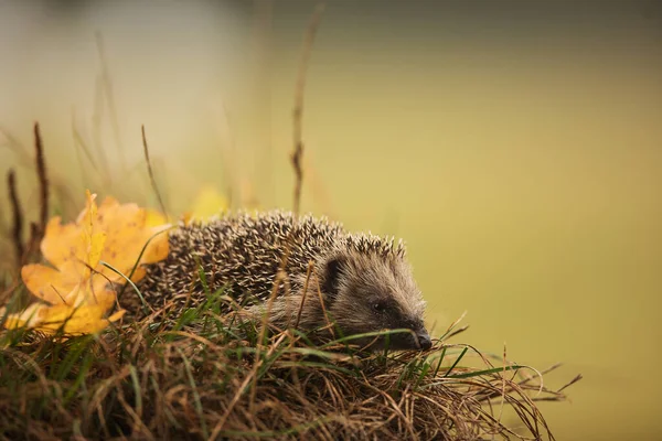 European Hedgehog Erinaceus Europaeus Looking Hiding Place Start Winter — Stock Photo, Image