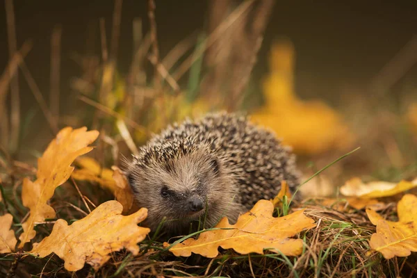 Avrupa kirpisi (Erinaceus europaeus) kışı geçirebileceği bir sığınak arar.