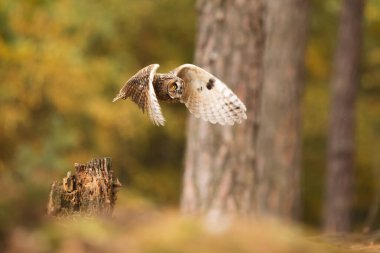 Büyük gri baykuş (Strix nebulosa) avlanmak için ormanda uçar.