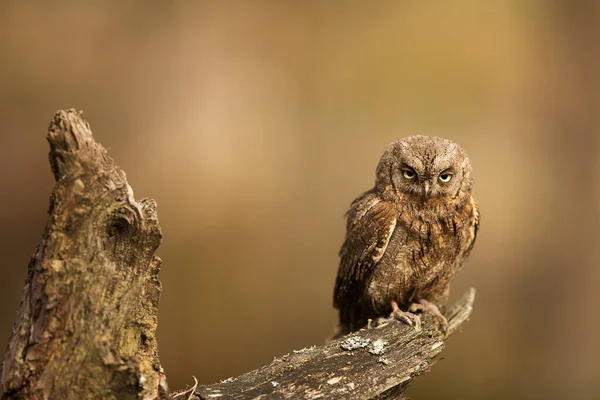 Eule Otus Scops Sitzt Auf Einem Alten Baumstumpf Und Sieht — Stockfoto