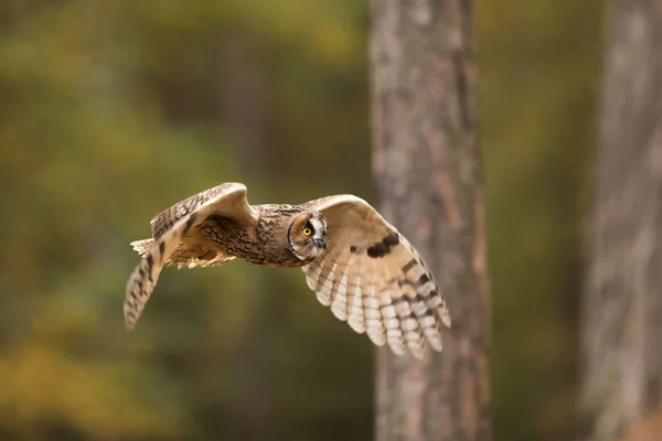 Uhu Strix Nebulosa Detailansicht Eines Vogels Flug — Stockfoto