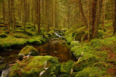 Ormanda, vahşi doğada, insanların olmadığı bir dere akıyor.