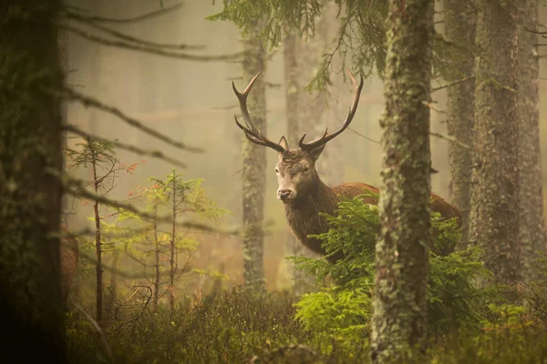 Cervo Rosso Cervus Elaphus Emerso Dalla Nebbia Nella Vecchia Foresta — Foto Stock