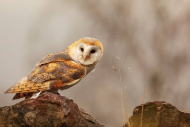 Kayaların kenarında oturan baykuş (Tyto alba)
