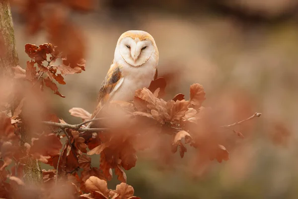 谷仓猫头鹰 Tyto Alba 隐藏在一片老橡树叶后 — 图库照片