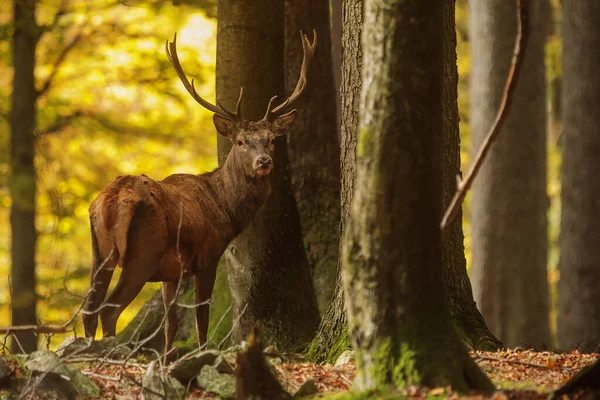 Cerf Rouge Cervus Elaphus Dans Une Forêt Pleine Couleurs Automnales — Photo