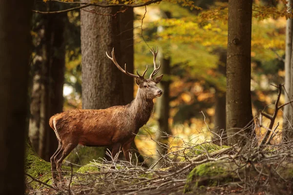 Cervo Rosso Cervus Elaphus Una Foresta Piena Colori Autunnali — Foto Stock