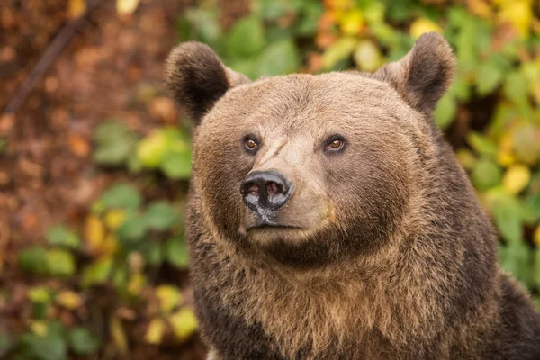 ヒグマ ウルス アルクト 頭部の肖像画がとても近いです — ストック写真