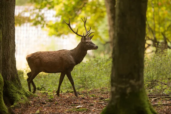 Jelen Červený Cervus Elaphus Okraji Lesa — Stock fotografie