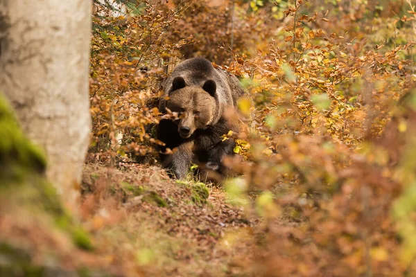 Medvěd Hnědý Ursus Arctos Najde Cestu Hustých Keřů Podzimními Barvami — Stock fotografie