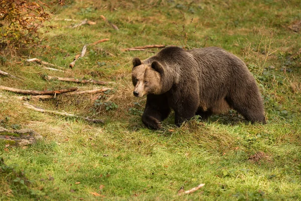 Niedźwiedź Brunatny Ursus Arctos Biegnie Przez Polanę Leśną Bezpieczeństwu Lasu — Zdjęcie stockowe