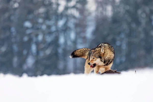 Γκρίζος Λύκος Canis Lupus Προστατεύει Θήραμα Δόντια — Φωτογραφία Αρχείου