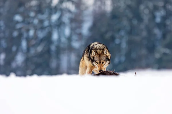 Серый Волк Canis Lupus Рядом Добычей Пойманной Снегу — стоковое фото