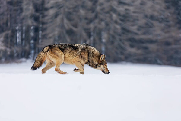 Gray wolf (Canis lupus) grabbed the tracks and goes after the prey