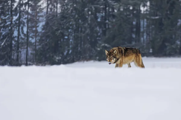 Šedý Vlk Canis Lupus Putuje Sněhem Divočině — Stock fotografie