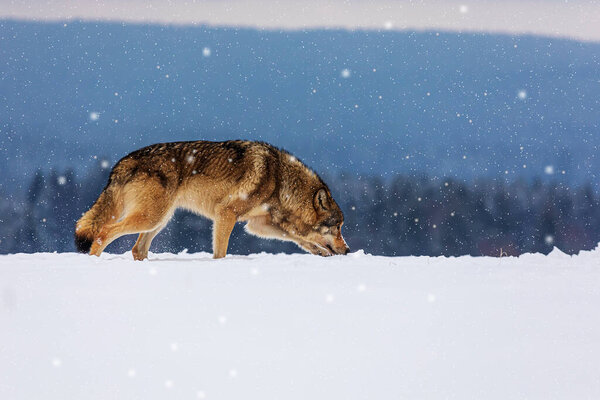 Gray wolf (Canis lupus) tracks prey in the snow in heavy snowfall