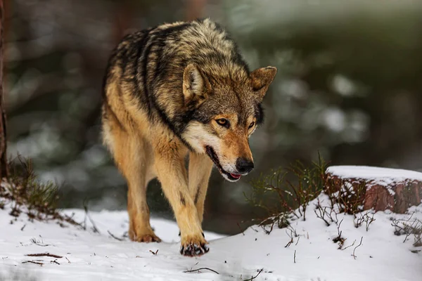 Lobo Gris Canis Lupus Hermoso Retrato Cerca Bosque Nevado Invierno —  Fotos de Stock