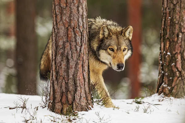 Gri Kurt (Canis lupus) bir ağacın arkasından hedeflerine bakar.