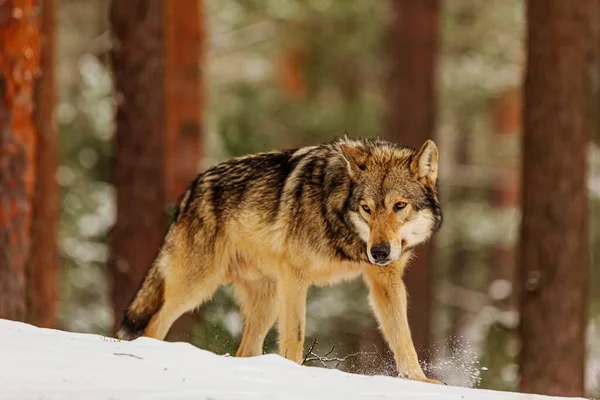 Lobo Gris Canis Lupus Saliendo Del Bosque Hacia Nieve —  Fotos de Stock