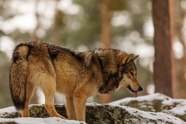 Szürke Farkas Canis Lupus Mohón Nyalogatja Orrát Várva Hogy Fog — Stock Fotó