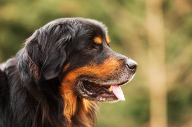 sağdan siyah ve altın Hovie portresi