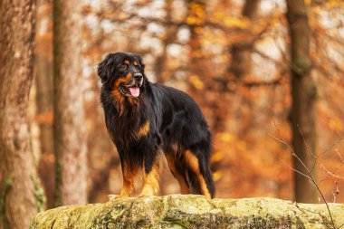 siyah ve altın rengi Hovie