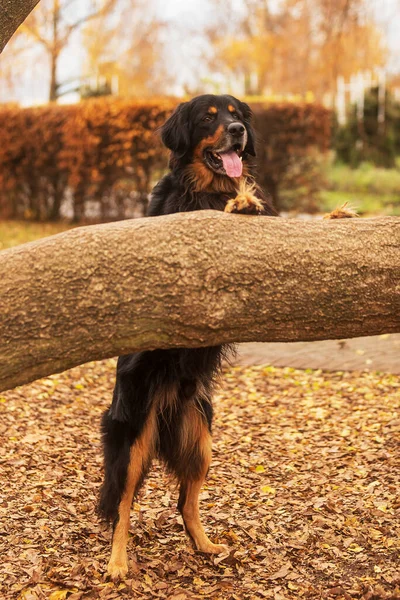 Zwart Goud Hovie Hond Leunend Een Boom Met Zijn Poten — Stockfoto