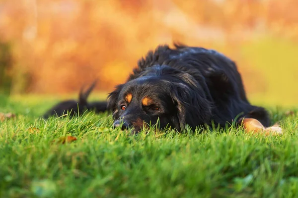 Svart Och Guld Hovie Hund Liggande Gräset Med Huvudet Marken — Stockfoto