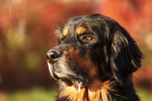 Svart Och Guld Hovie Porträtt Söt Hund Höstsolen — Stockfoto