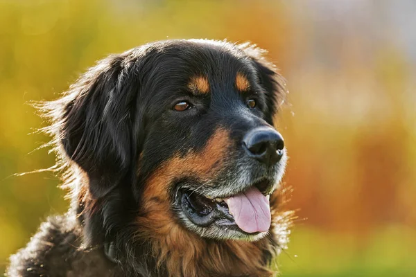 Negro Oro Hovie Lindo Retrato Perro Cerca —  Fotos de Stock