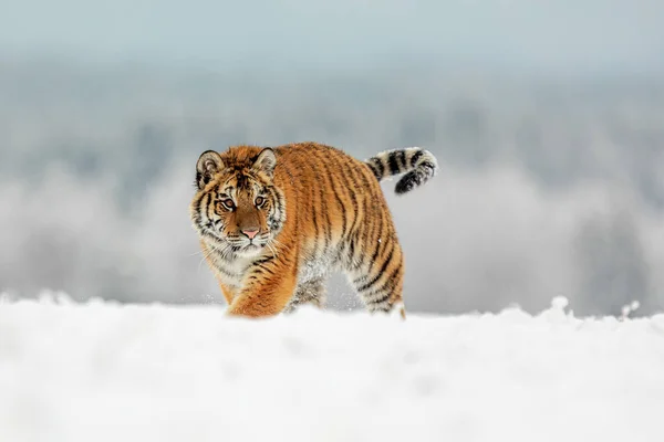 Siberian Tiger Panthera Tigris Tigris Passes Clear Snowy Plain — Stock Photo, Image