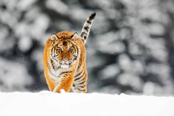 Szibériai Tigris Panthera Tigris Tigris Bámul Havas Erdő Háttér — Stock Fotó