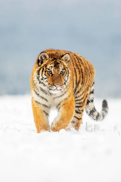 Tigre Siberiano Panthera Tigris Tigris Neve Perigosamente Perto — Fotografia de Stock