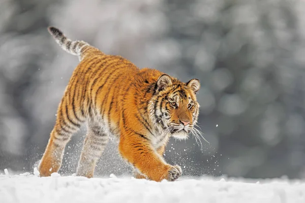 Tigre Siberiano Panthera Tigris Tigris Correndo Através Neve Natureza Céu — Fotografia de Stock