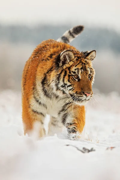 Siberian Tiger Panthera Tigris Tigris Photo Dangerously Close — Stock Photo, Image