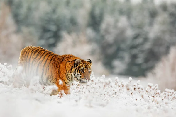 Τίγρης Της Σιβηρίας Panthera Tigris Tigris Κινείται Ένα Χιονισμένο Taiga — Φωτογραφία Αρχείου