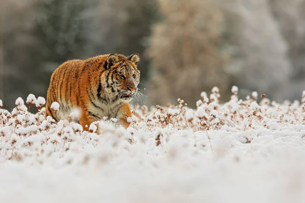 Τίγρης Της Σιβηρίας Panthera Tigris Tigris Διασχίζει Μια Χιονισμένη Τούνδρα — Φωτογραφία Αρχείου