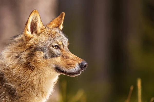 Lobo Gris Canis Lupus Retrato Altamente Detallado Cabeza Lobo —  Fotos de Stock