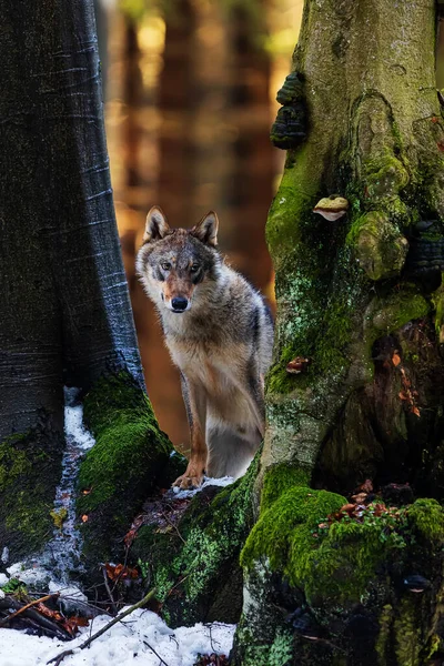 Lobo Gris Canis Lupus Mira Cuidadosamente Entre Los Árboles —  Fotos de Stock