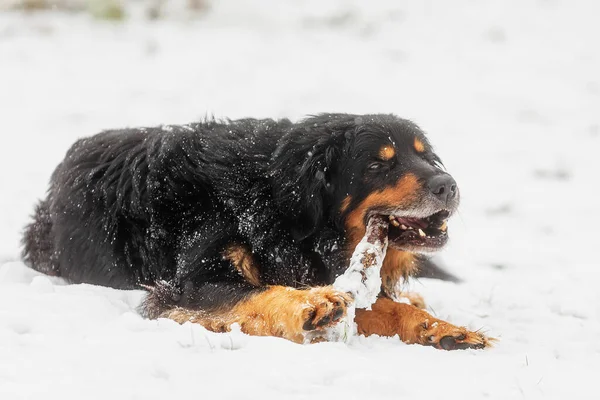 雪に包まれた棒をかむ横に黒と金のホビー — ストック写真