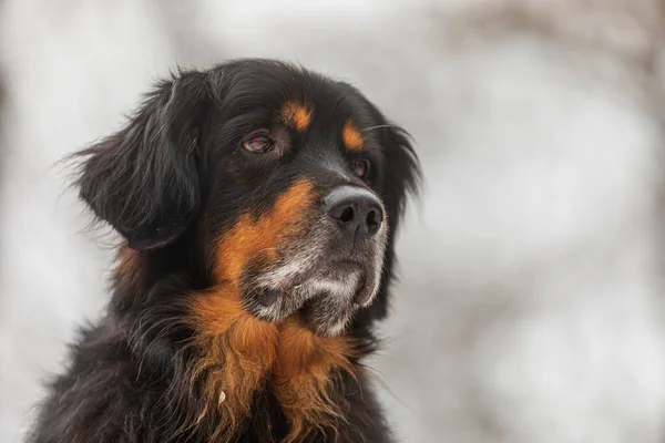 Svart Och Guld Hovie Porträtt Hunds Huvud Tas Från Låg — Stockfoto