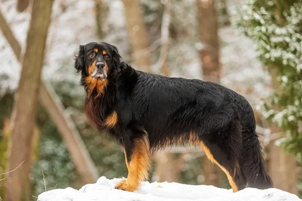 Negro Oro Hovie Posando Sobre Una Roca Alta Con Nieve —  Fotos de Stock