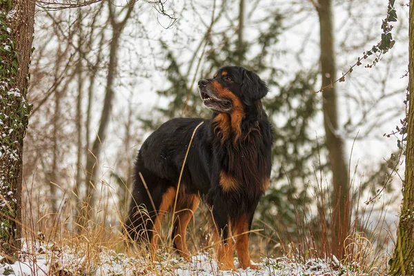 Preto Ouro Hovie Inverno Foto Natureza — Fotografia de Stock