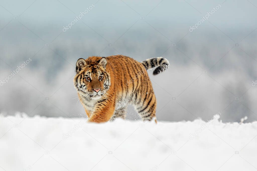 Siberian tiger Panthera tigris tigris passes through a clear snowy plain