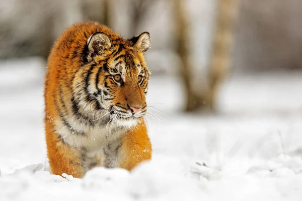 Сибирский Тигр Panthera Tigris Tigris Стоит Глубоком Снегу — стоковое фото