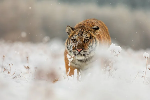 Siberian Tiger Panthera Tigris Tigris Creeps Prey Snowy Plain — Stock Photo, Image