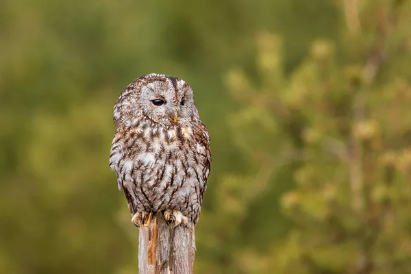 緑の森に囲まれた杭の上に座っているタワニー フクロウ Strix Aluco — ストック写真