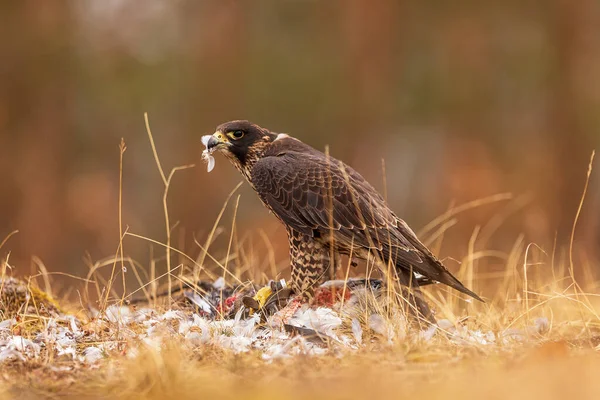 Сокіл Перегрін Falco Peregrinus Зловив Голуба — стокове фото