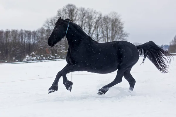 Cavalo Frísio Galopa Através Pasto Nevado — Fotografia de Stock