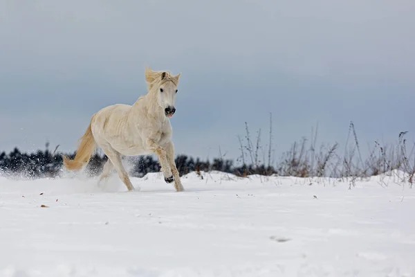 Cavalo Branco Galopa Através Paisagem Nevada — Fotografia de Stock